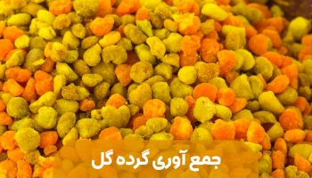 جمع آوري گرده توسط زنبور 