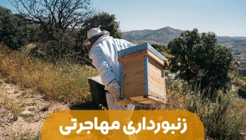زنبورداری مهاجرتی