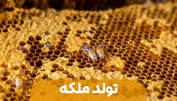 تولد ملکه و کندوی جدید 
