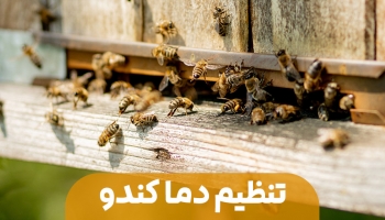 تنظیم دما در کندو