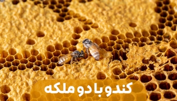 تشکیل کندوی با دو ملکه