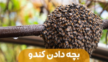 بچه دادن کندو و دلایل آن