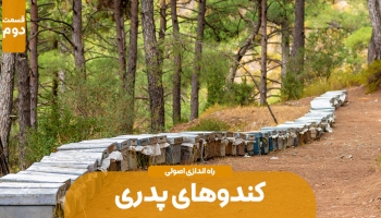 نکات مهم به منظور احداث کندوی پدری – قسمت دوم