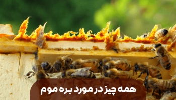 همه چیز در مورد بره موم
